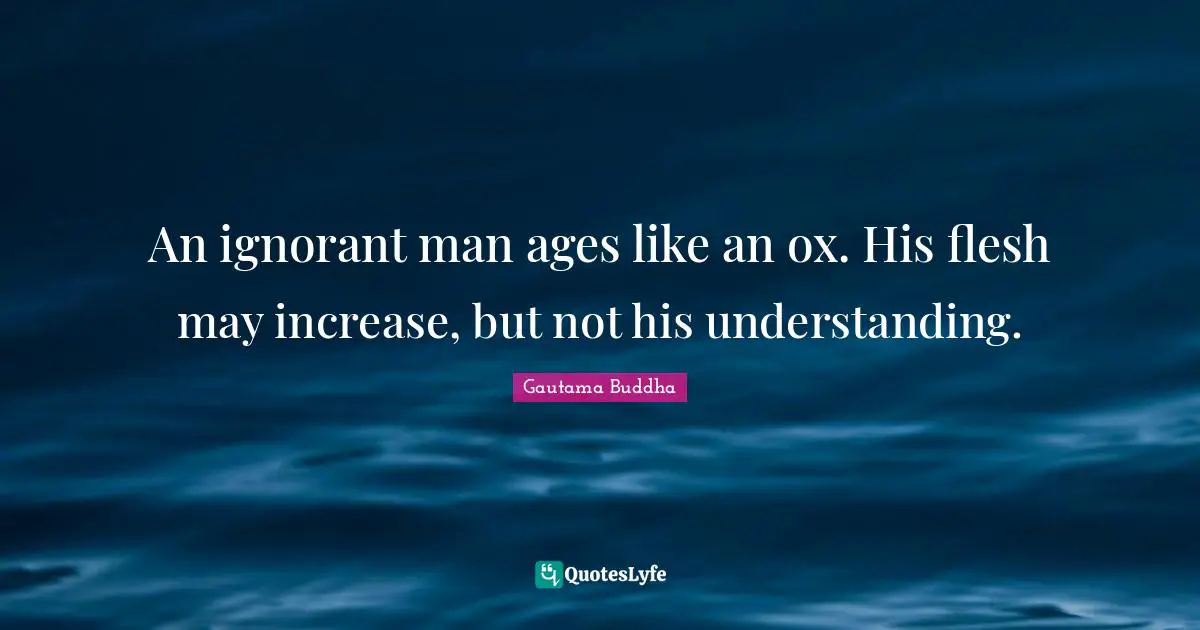 An ignorant man ages like an ox. His flesh may increase, but not his understanding.