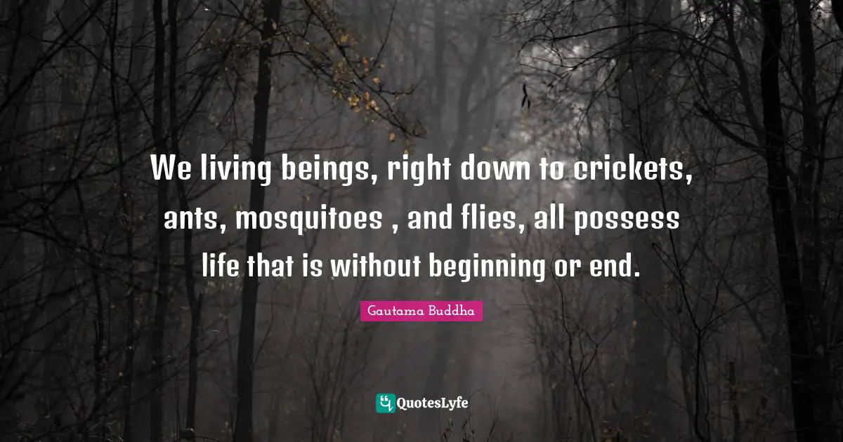 Mosquitoes Quotes: "We living beings, right down to crickets, ants, mosquitoes , and flies, all possess life that is without beginning or end."
