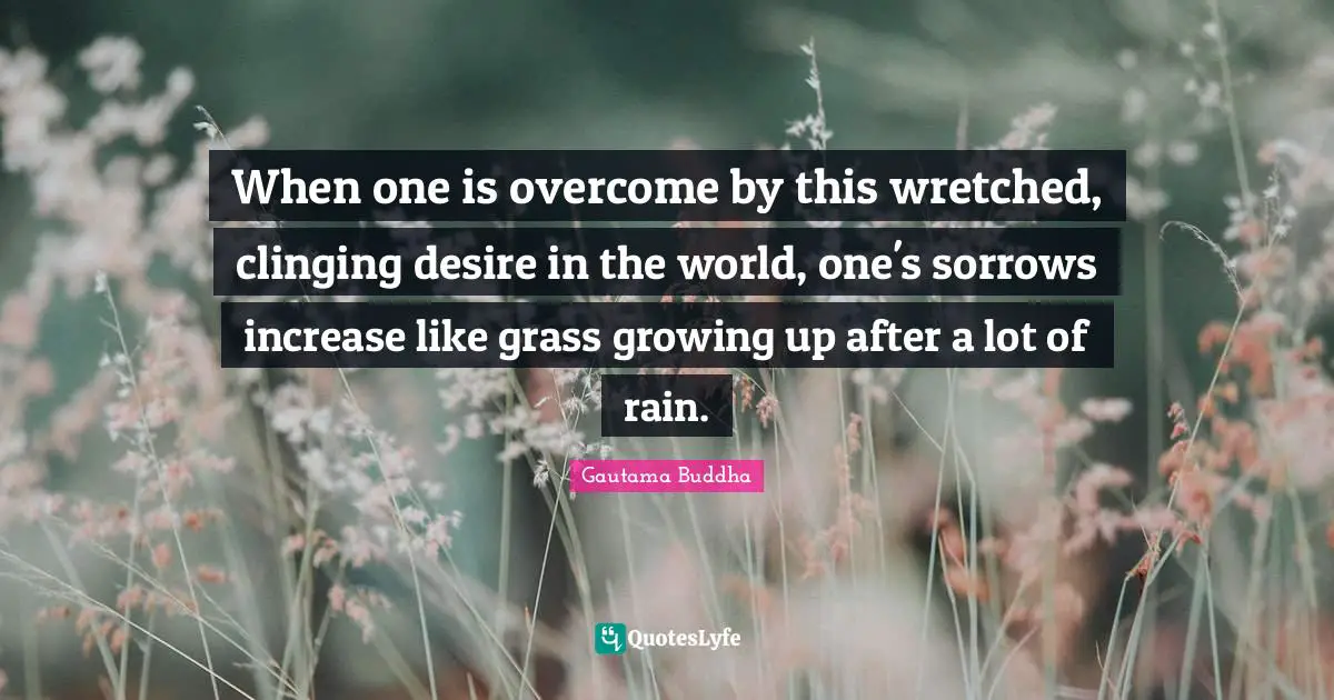 When one is overcome by this wretched, clinging desire in the world, one's sorrows increase like grass growing up after a lot of rain.