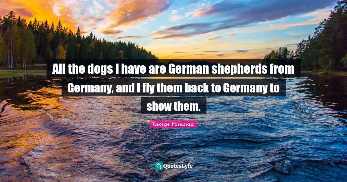 All the dogs I have are German shepherds from Germany, and I fly them back to Germany to show them.