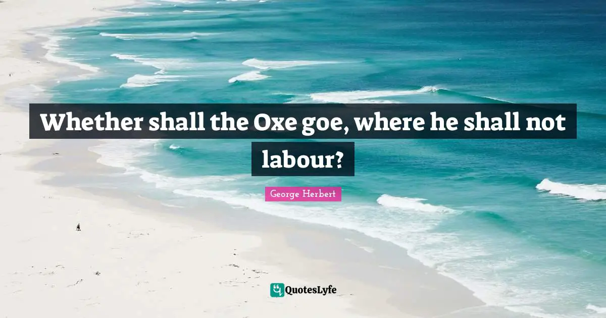 Whether shall the Oxe goe, where he shall not labour?