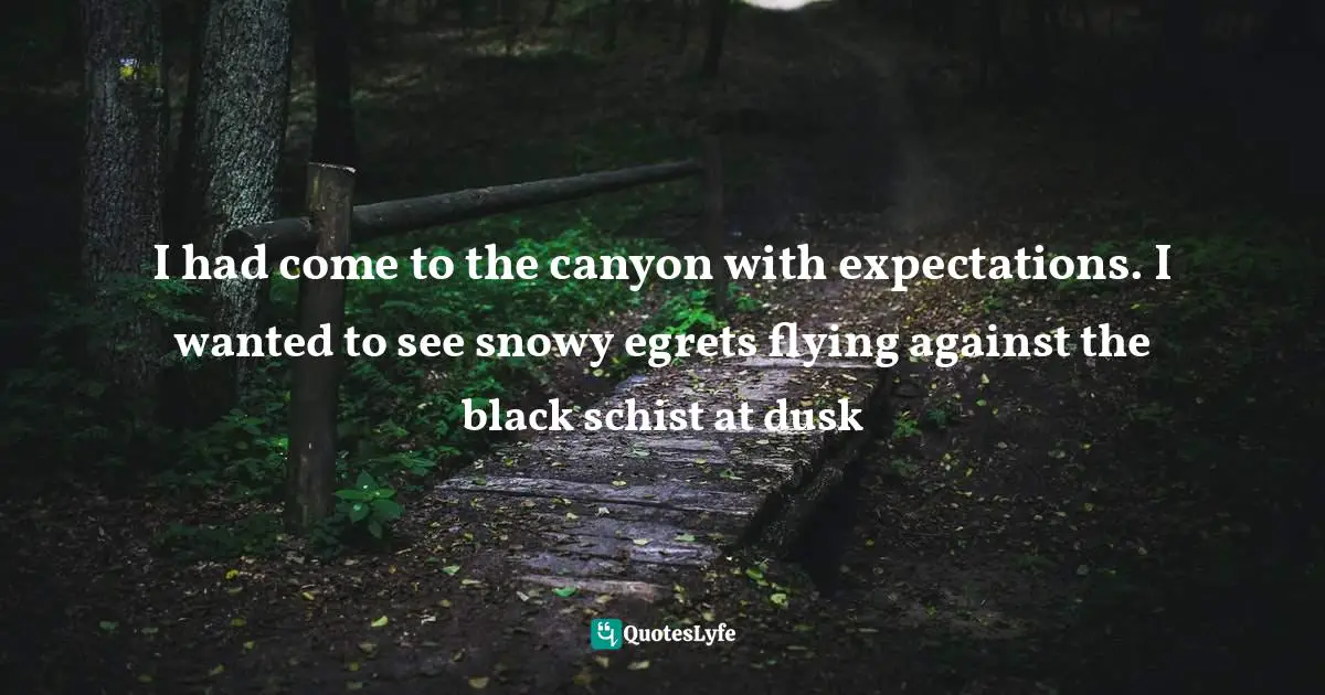 I had come to the canyon with expectations. I wanted to see snowy egrets flying against the black schist at dusk