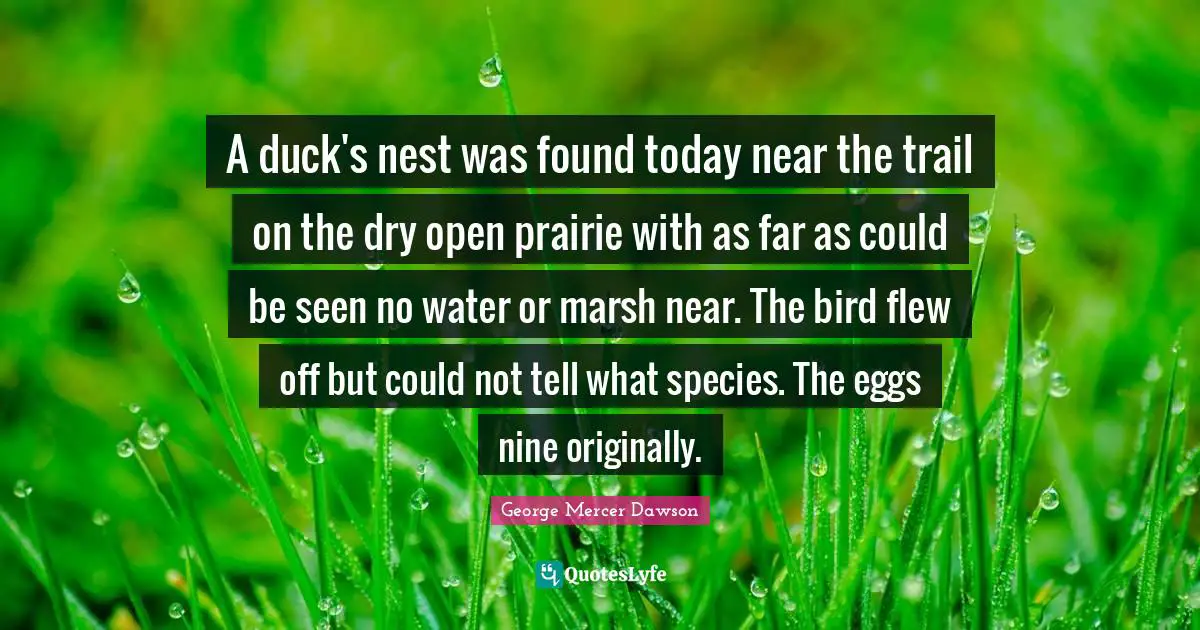 A duck's nest was found today near the trail on the dry open prairie with as far as could be seen no water or marsh near. The bird flew off but could not tell what species. The eggs nine originally.