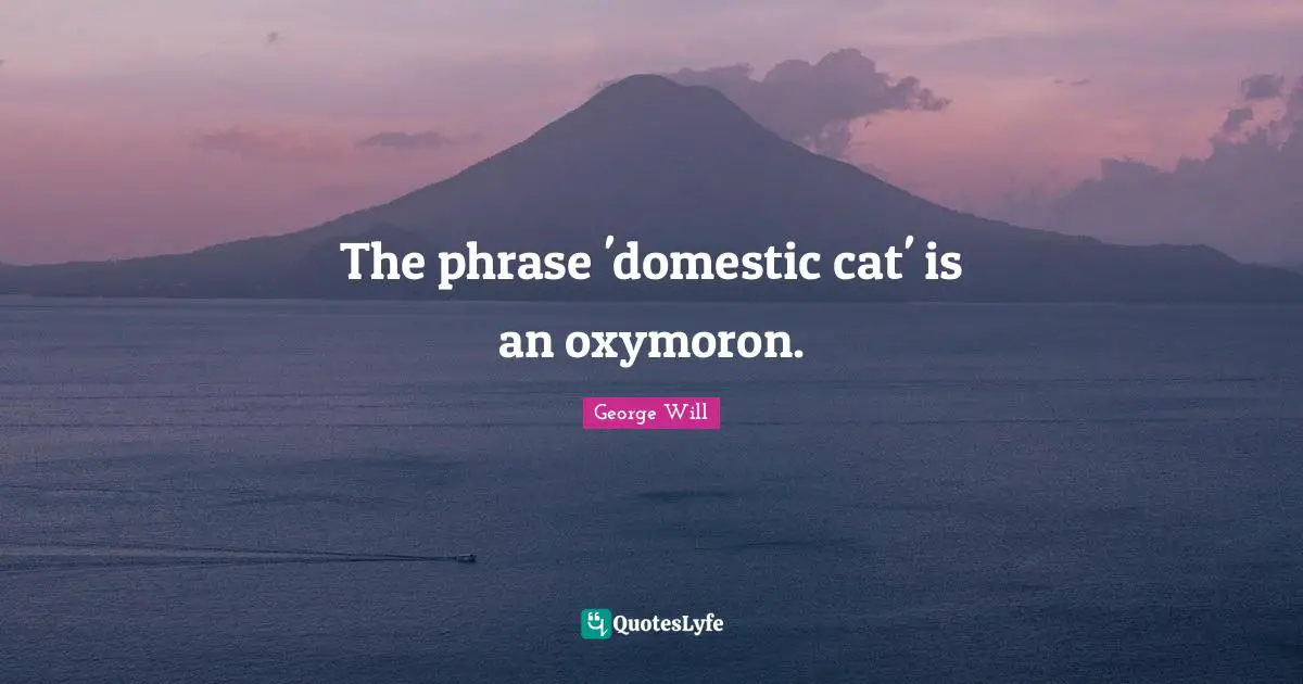 The phrase 'domestic cat' is an oxymoron.