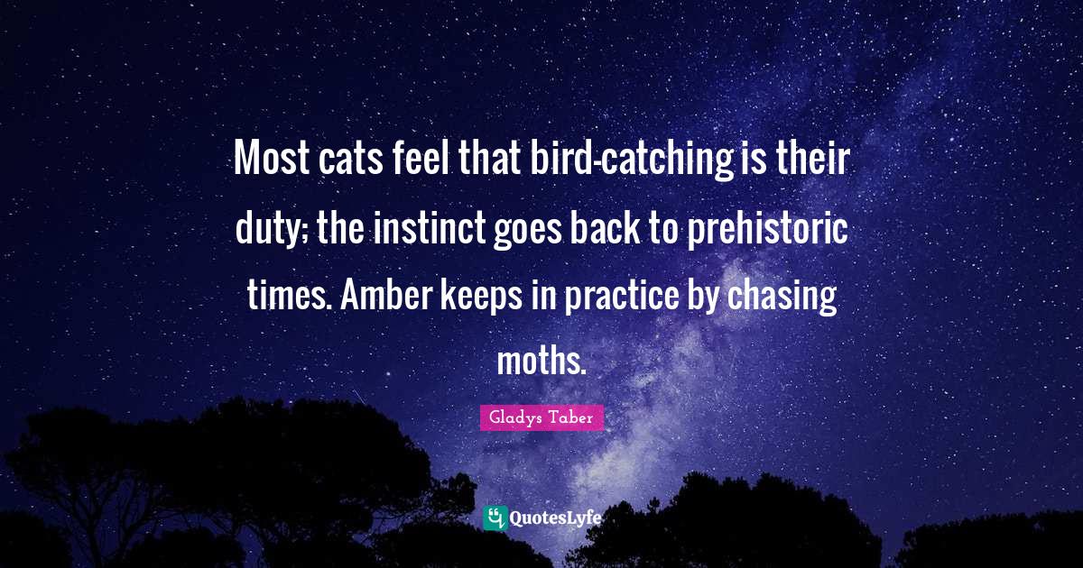Most cats feel that birdcatching is their duty; the instinct goes bac