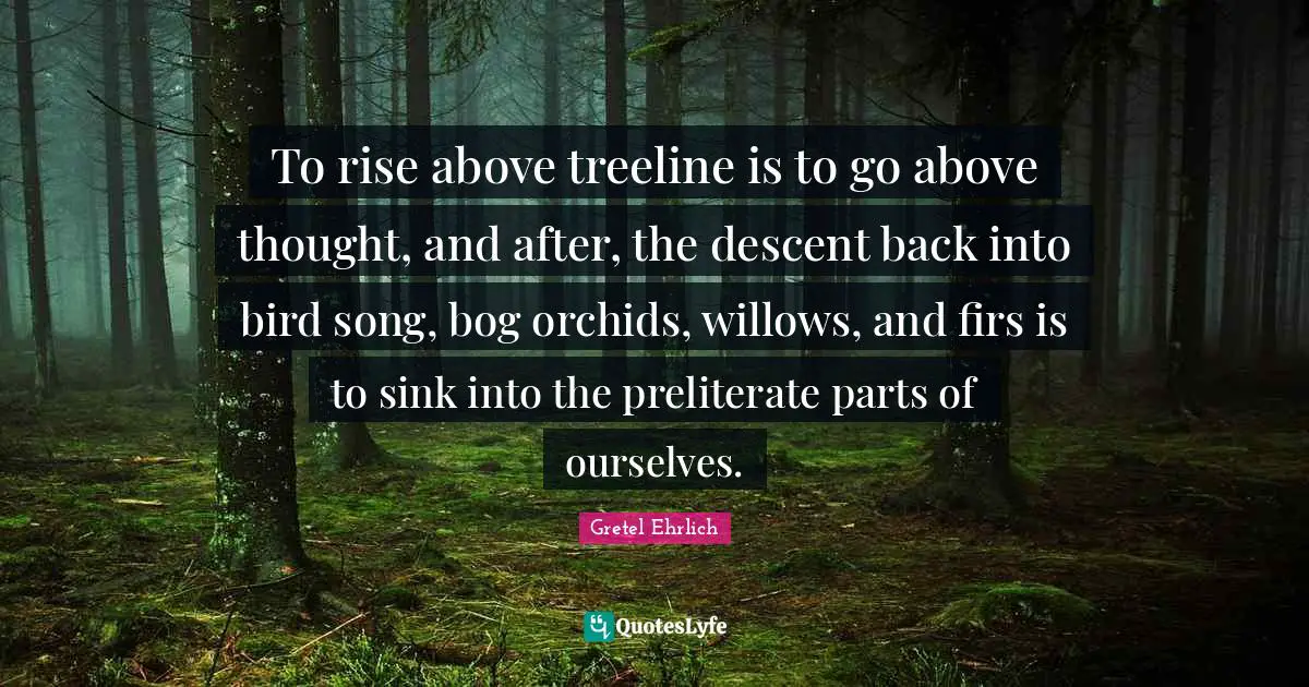 Rise Quotes: "To rise above treeline is to go above thought, and after, the descent back into bird song, bog orchids, willows, and firs is to sink into the preliterate parts of ourselves."