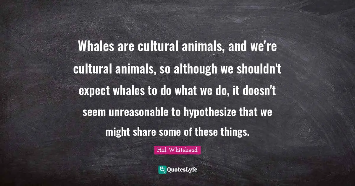 Whales are cultural animals, and we're cultural animals, so although we shouldn't expect whales to do what we do, it doesn't seem unreasonable to hypothesize that we might share some of these things.