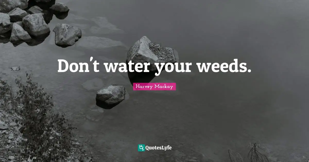 Harvey MacKay Quotes: "Don't water your weeds."