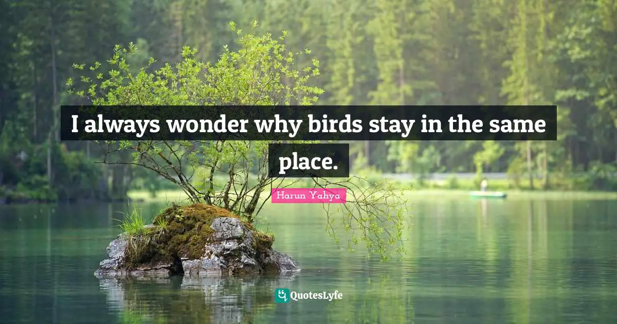 I always wonder why birds stay in the same place.