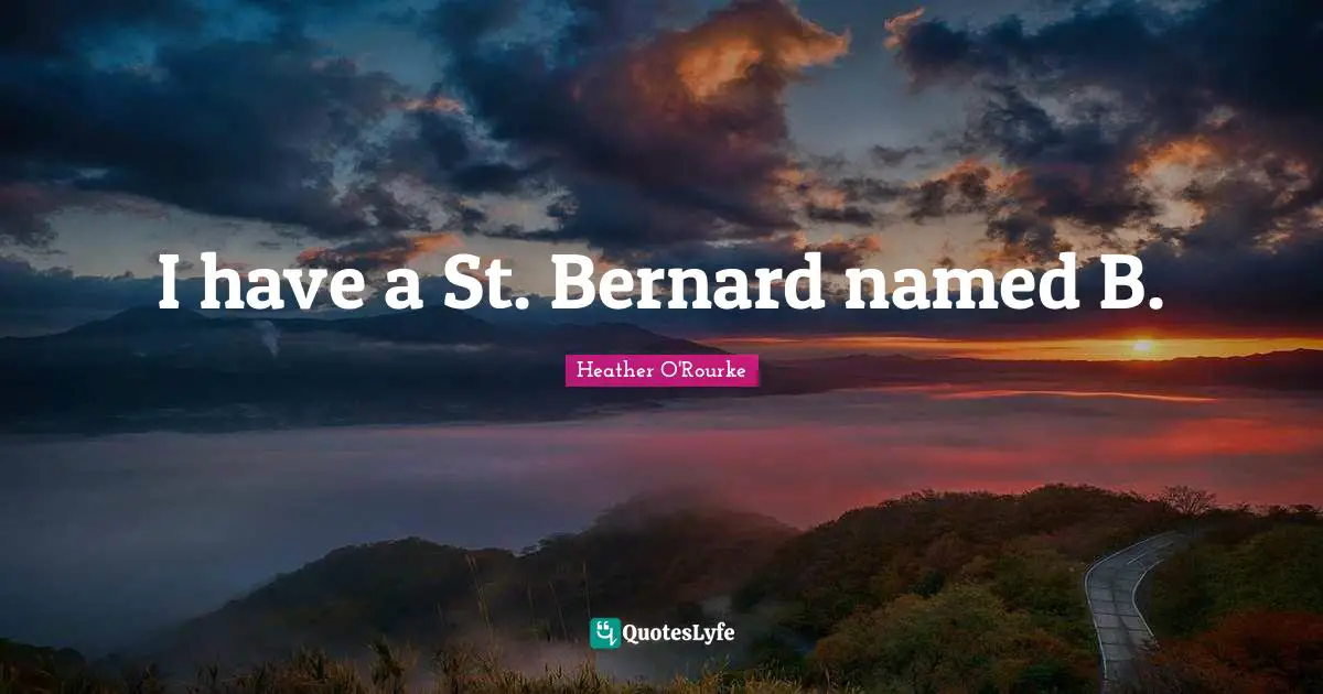 I have a St. Bernard named B.