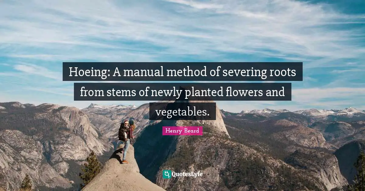 Hoeing: A manual method of severing roots from stems of newly planted flowers and vegetables.
