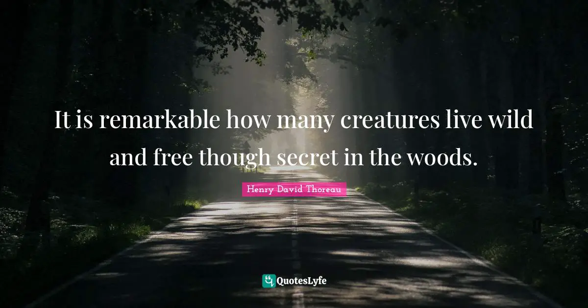 It is remarkable how many creatures live wild and free though secret in the woods.