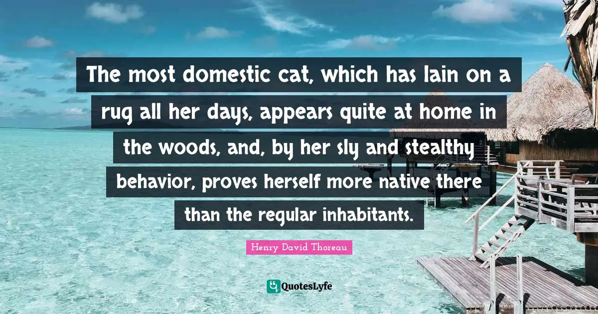 Sly Quotes: "The most domestic cat, which has lain on a rug all her days, appears quite at home in the woods, and, by her sly and stealthy behavior, proves herself more native there than the regular inhabitants."
