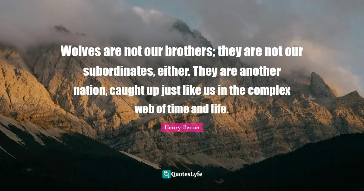 Wolves are not our brothers; they are not our subordinates, either. They are another nation, caught up just like us in the complex web of time and life.