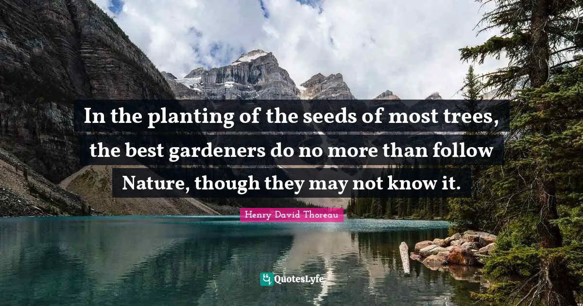 In the planting of the seeds of most trees, the best gardeners do no more than follow Nature, though they may not know it.