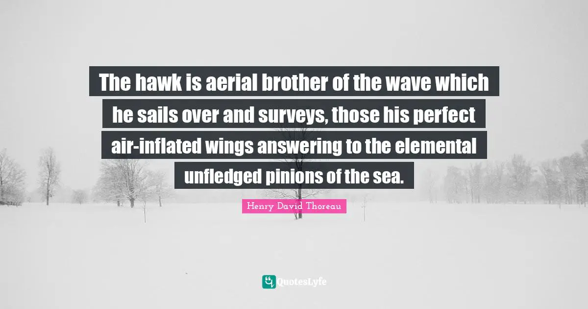 Surveys Quotes: "The hawk is aerial brother of the wave which he sails over and surveys, those his perfect air-inflated wings answering to the elemental unfledged pinions of the sea."