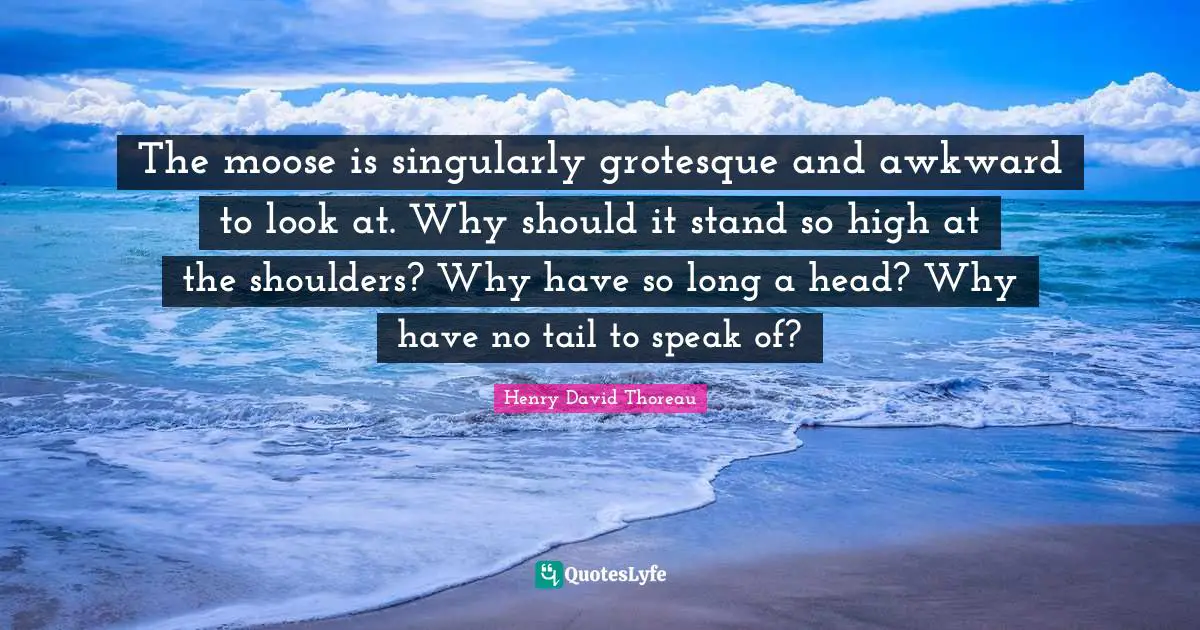 Awkward Quotes: "The moose is singularly grotesque and awkward to look at. Why should it stand so high at the shoulders? Why have so long a head? Why have no tail to speak of?"