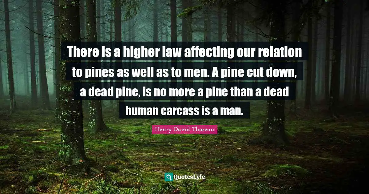 There is a higher law affecting our relation to pines as well as to men. A pine cut down, a dead pine, is no more a pine than a dead human carcass is a man.