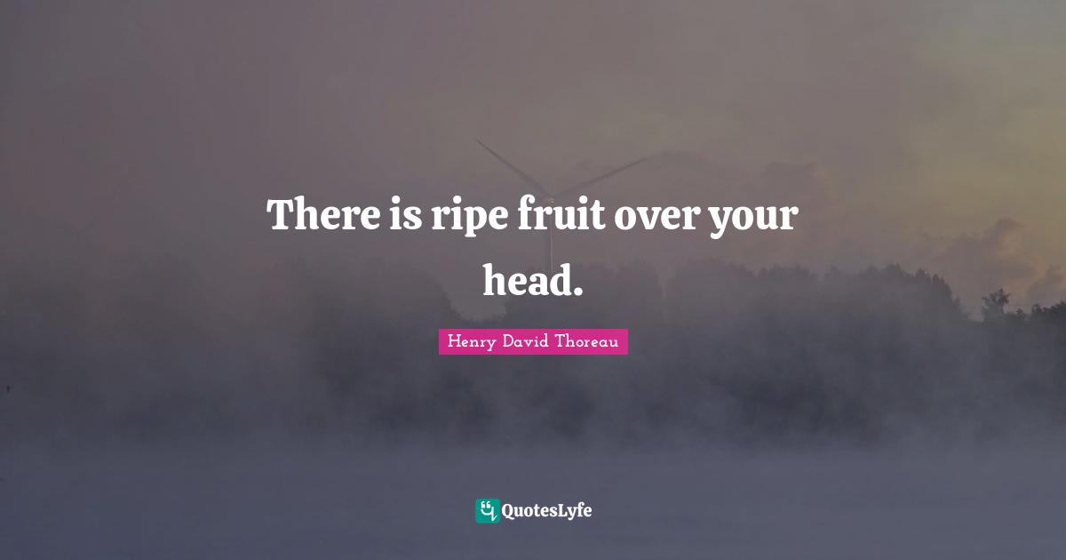 There is ripe fruit over your head.