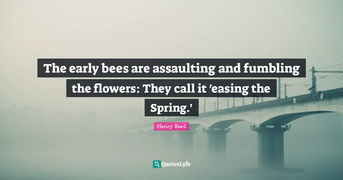 The early bees are assaulting and fumbling the flowers: They call it 'easing the Spring.'