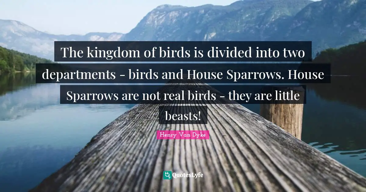 The kingdom of birds is divided into two departments - birds and House Sparrows. House Sparrows are not real birds - they are little beasts!