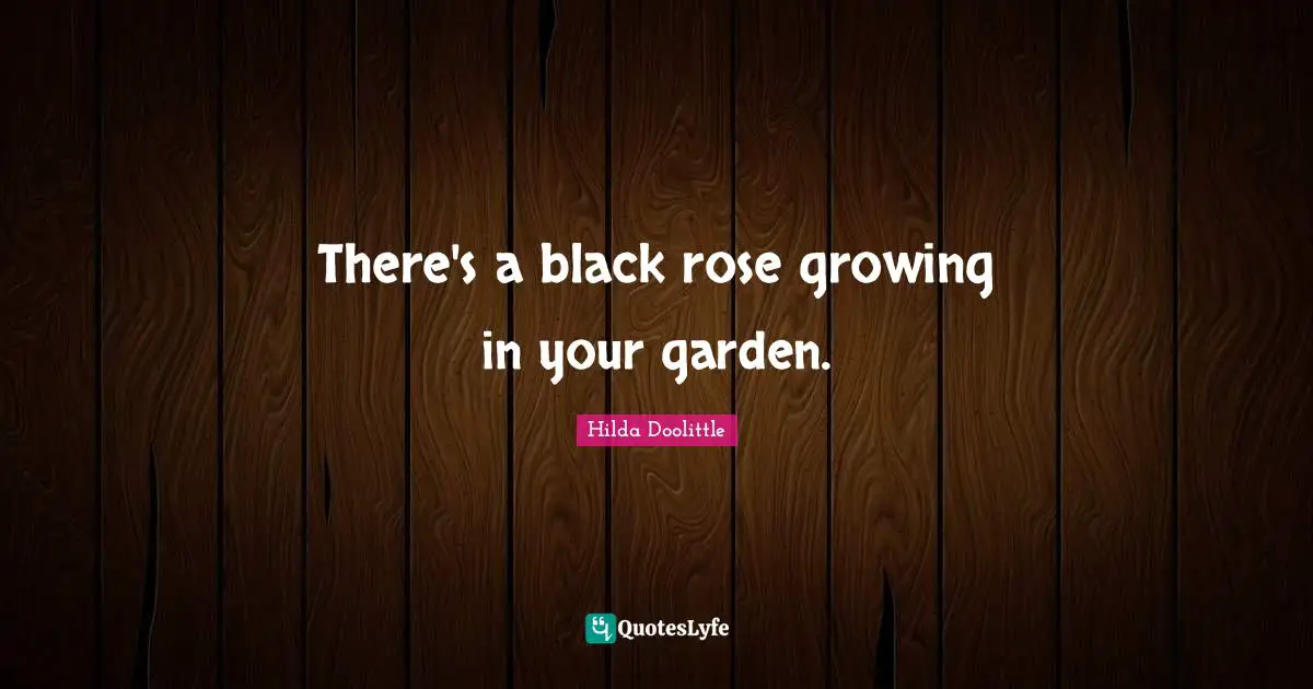 There's a black rose growing in your garden.