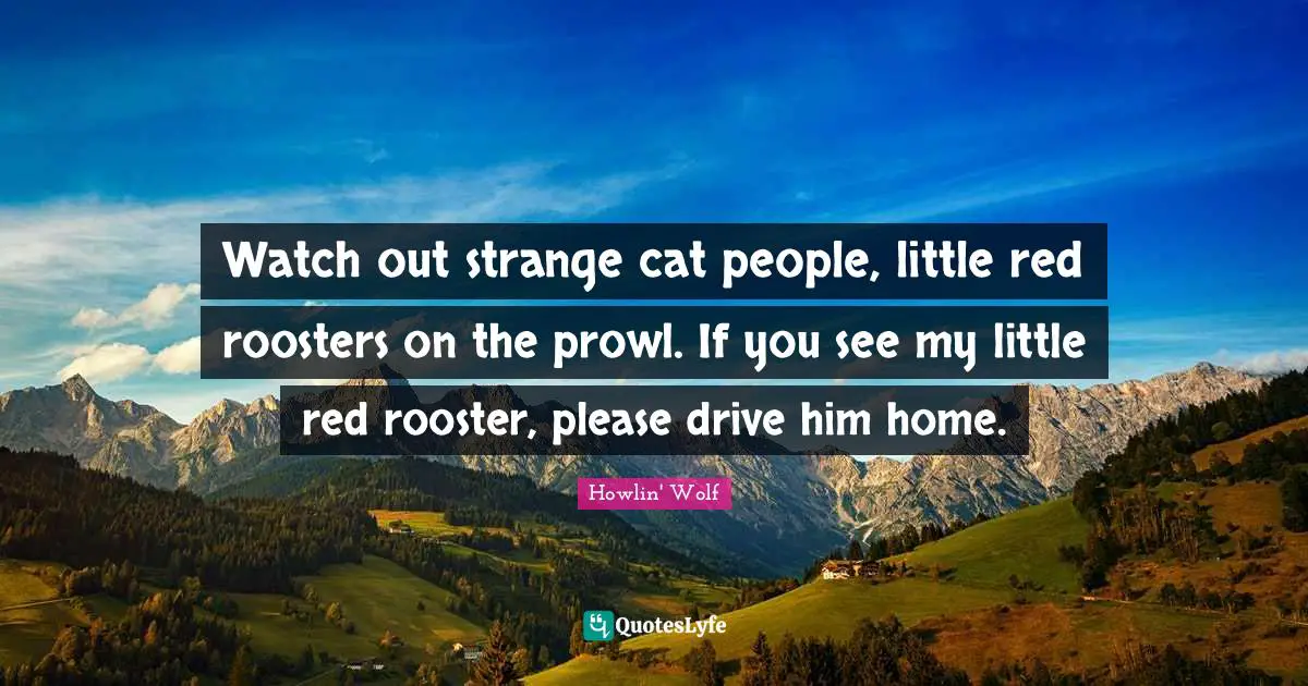 Howlin' Wolf Quotes: "Watch out strange cat people, little red roosters on the prowl. If you see my little red rooster, please drive him home."