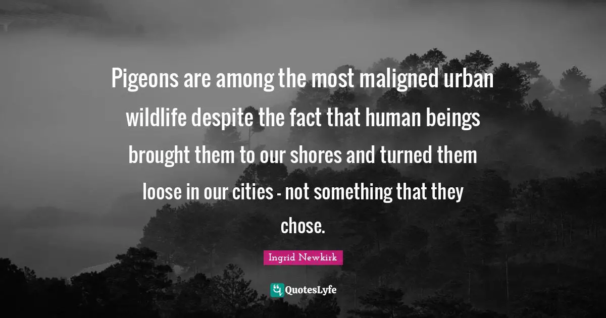 Ingrid Newkirk Quotes: "Pigeons are among the most maligned urban wildlife despite the fact that human beings brought them to our shores and turned them loose in our cities - not something that they chose."