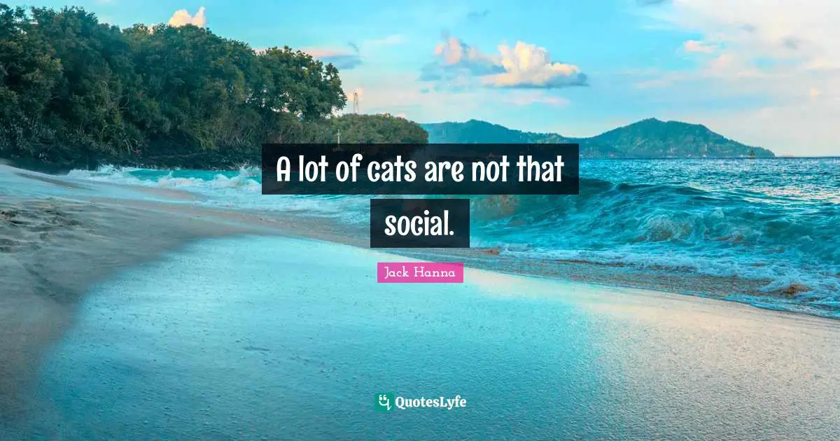 A lot of cats are not that social.