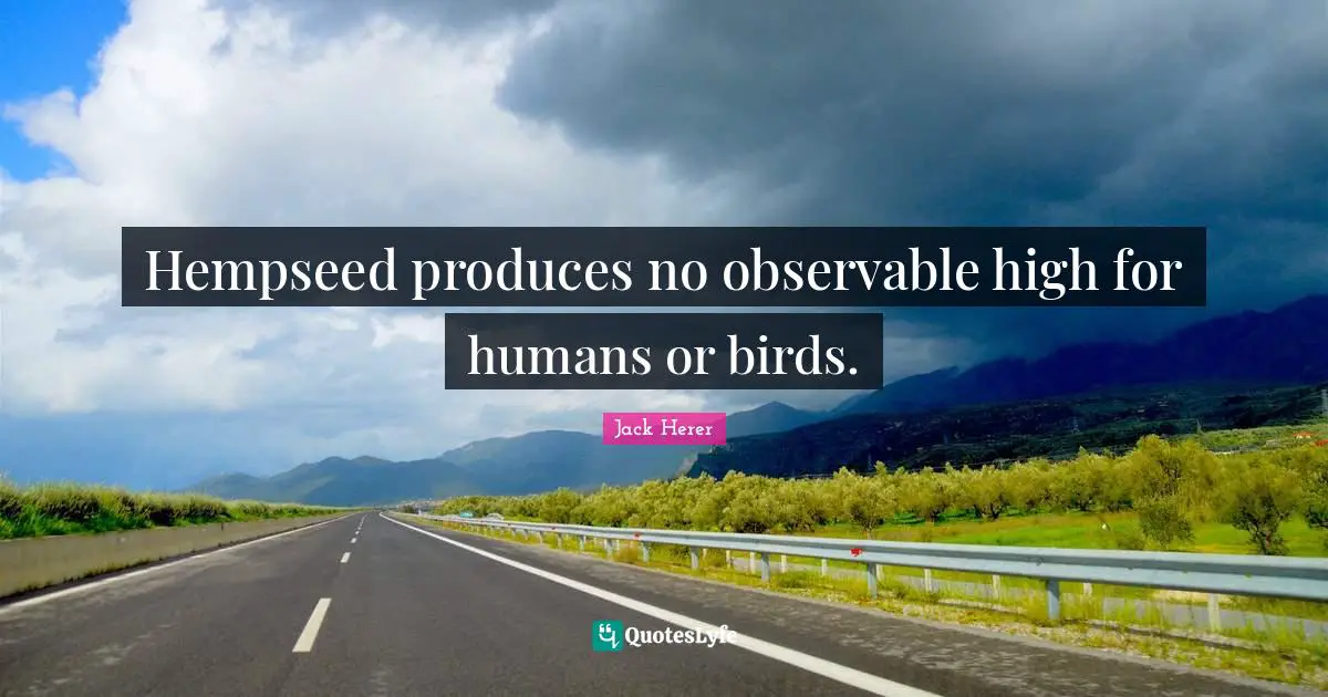 Hempseed produces no observable high for humans or birds.