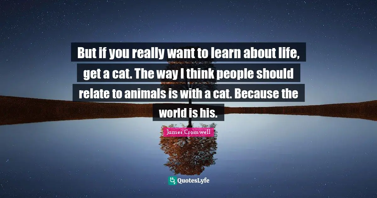 But if you really want to learn about life, get a cat. The way I think people should relate to animals is with a cat. Because the world is his.
