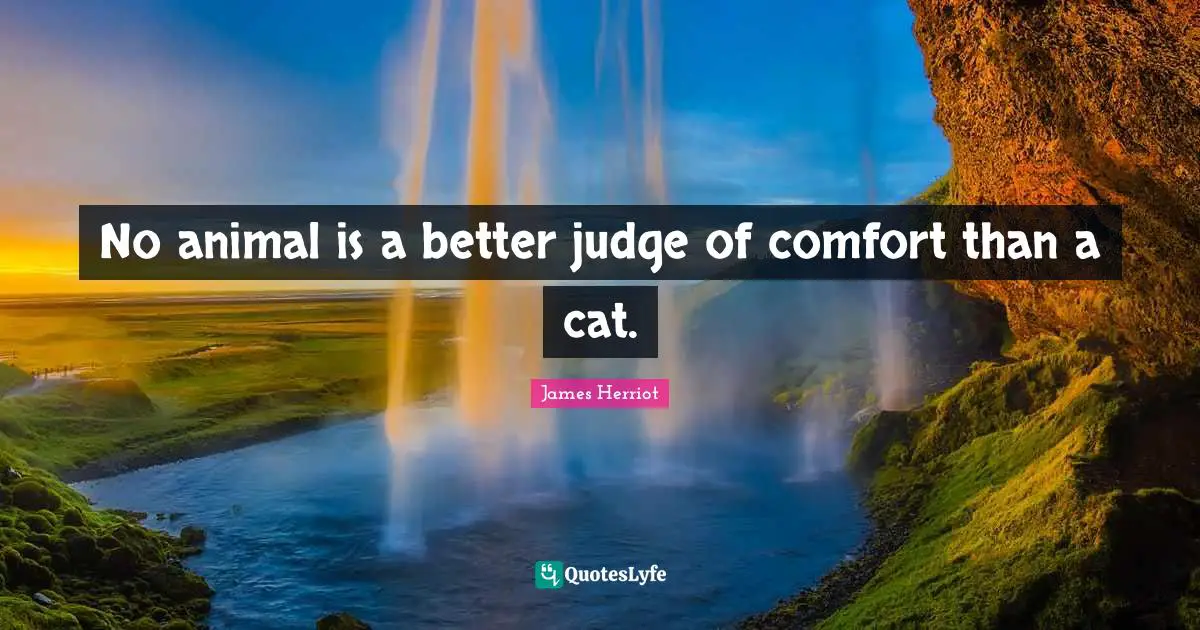 No animal is a better judge of comfort than a cat.