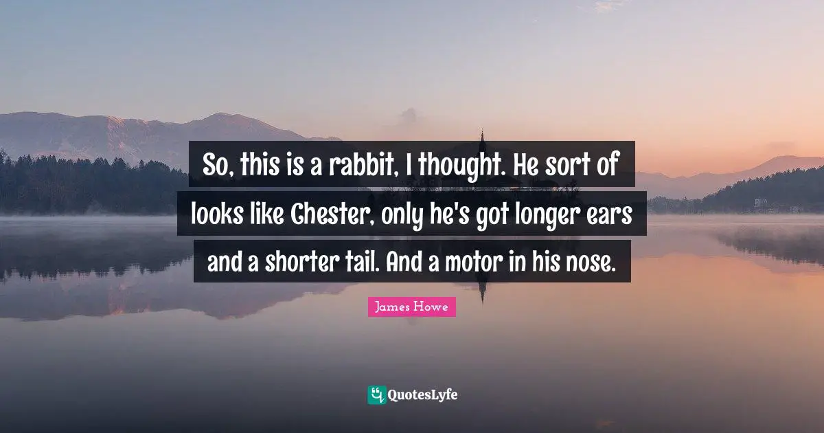 So, this is a rabbit, I thought. He sort of looks like Chester, only he's got longer ears and a shorter tail. And a motor in his nose.