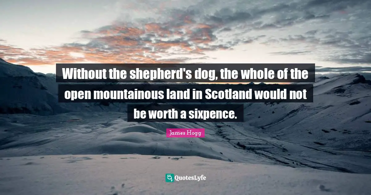 Without the shepherd's dog, the whole of the open mountainous land in Scotland would not be worth a sixpence.