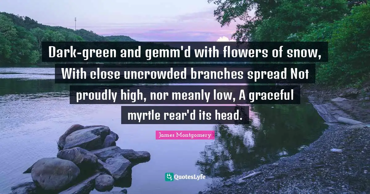 James Montgomery Quotes: "Dark-green and gemm'd with flowers of snow, With close uncrowded branches spread Not proudly high, nor meanly low, A graceful myrtle rear'd its head."