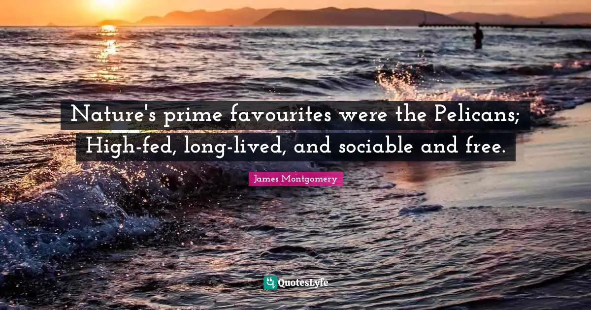 Prime Quotes: "Nature's prime favourites were the Pelicans; High-fed, long-lived, and sociable and free."