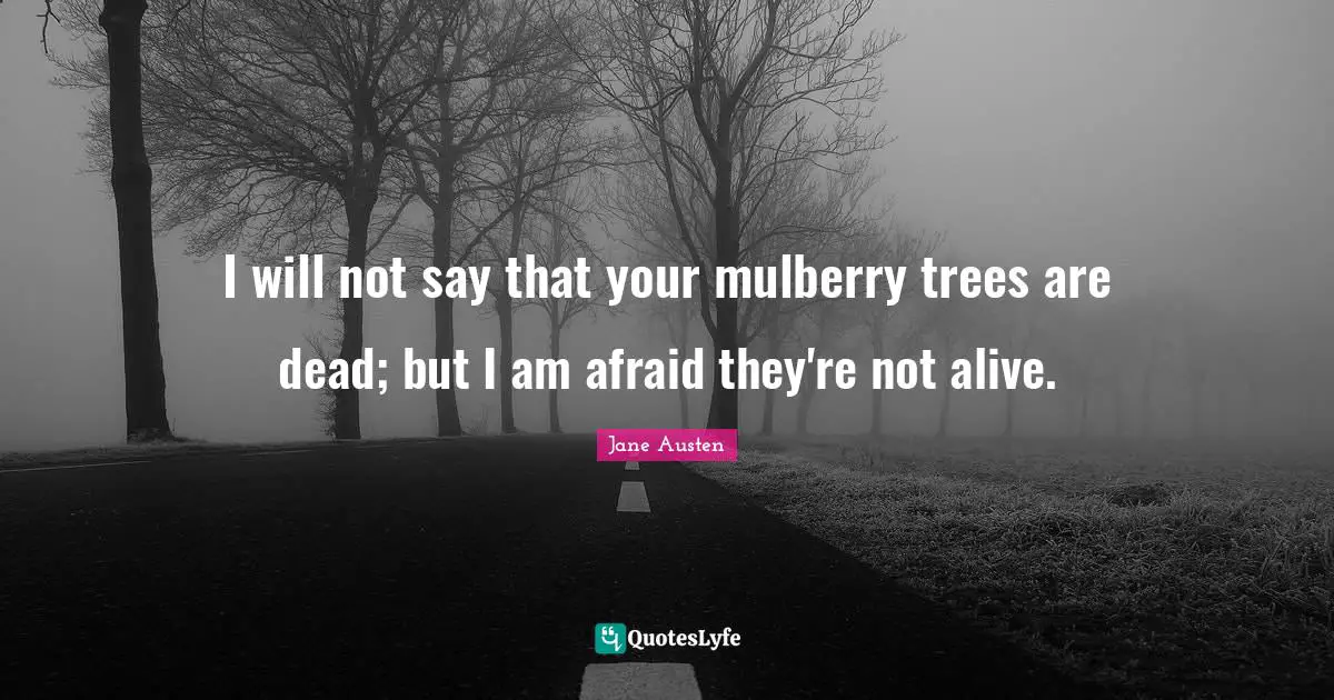 I will not say that your mulberry trees are dead; but I am afraid they're not alive.
