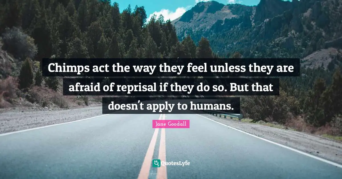 Chimps act the way they feel unless they are afraid of reprisal if they do so. But that doesn't apply to humans.