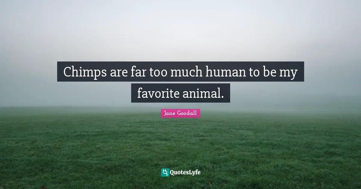 Chimps are far too much human to be my favorite animal.