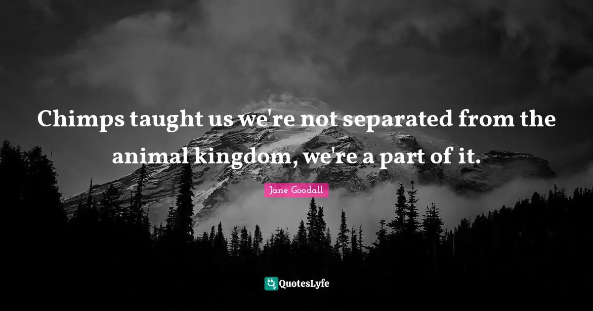 Chimps taught us we're not separated from the animal kingdom, we're a part of it.