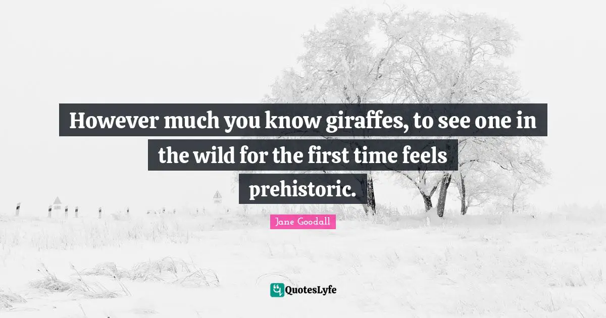 However much you know giraffes, to see one in the wild for the first time feels prehistoric.