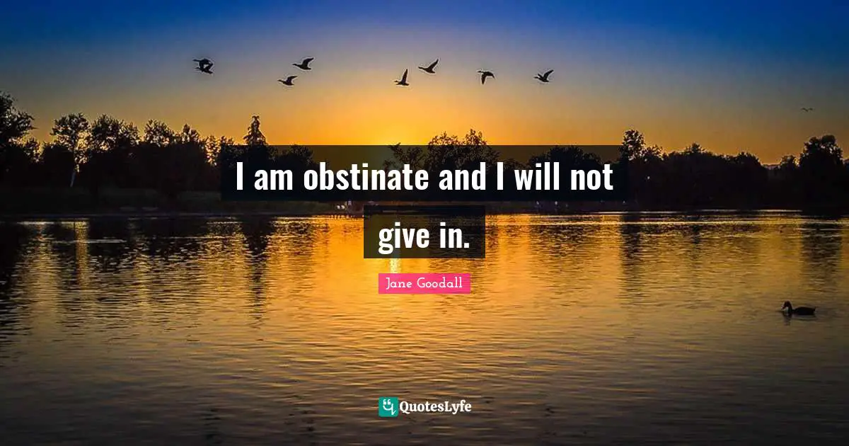 I am obstinate and I will not give in.