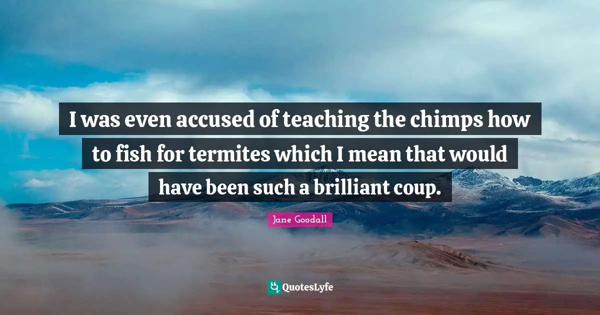 I was even accused of teaching the chimps how to fish for termites which I mean that would have been such a brilliant coup.