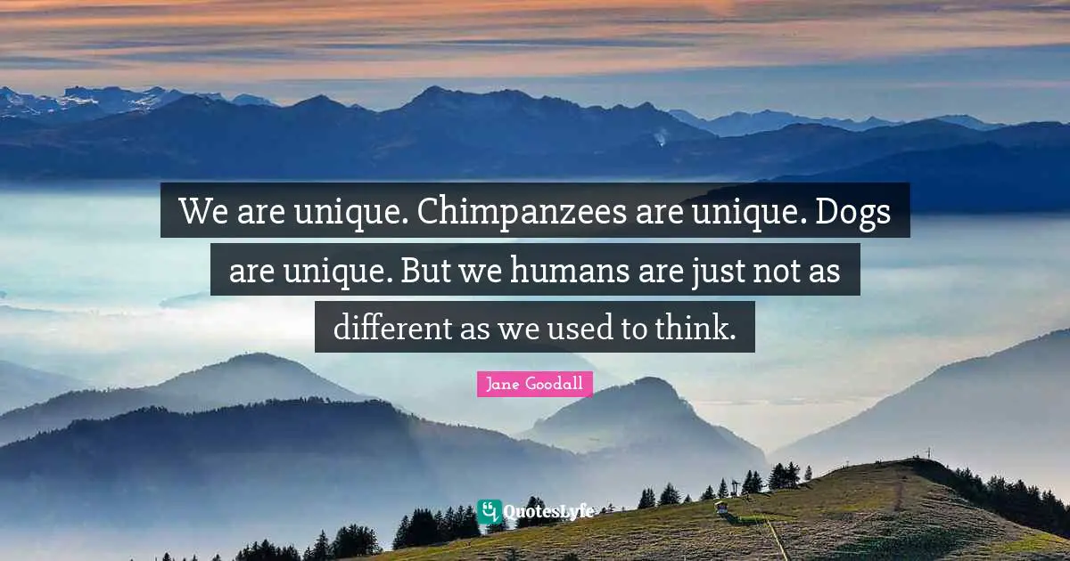 We are unique. Chimpanzees are unique. Dogs are unique. But we humans are just not as different as we used to think.