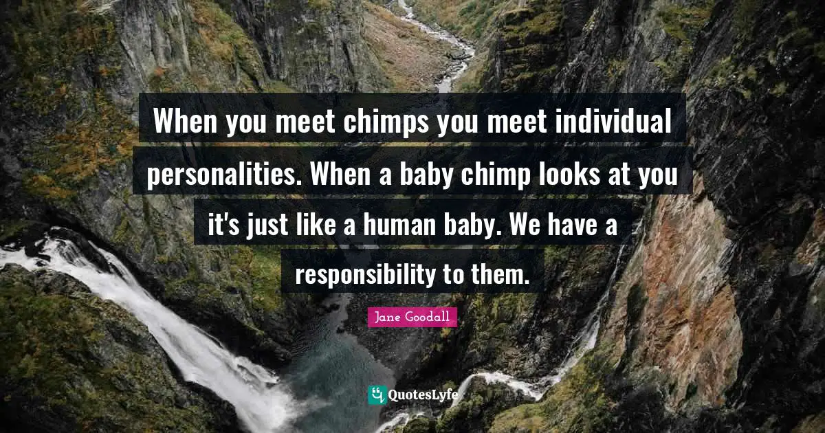When you meet chimps you meet individual personalities. When a baby chimp looks at you it's just like a human baby. We have a responsibility to them.