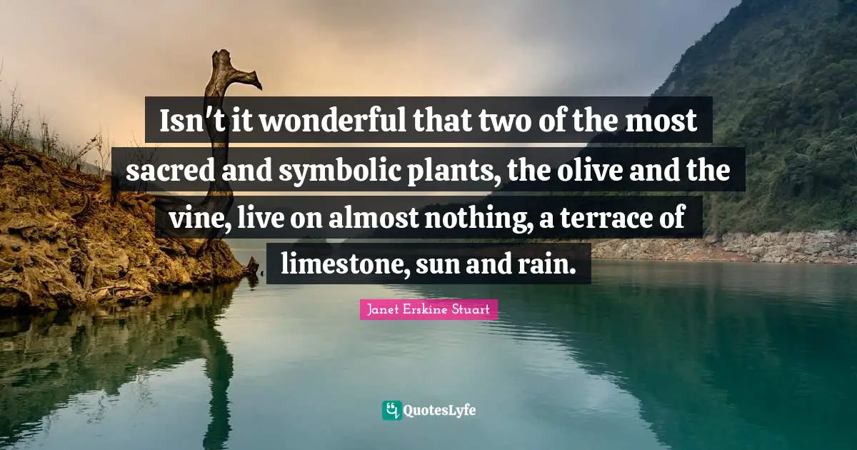 Isn't it wonderful that two of the most sacred and symbolic plants, the olive and the vine, live on almost nothing, a terrace of limestone, sun and rain.