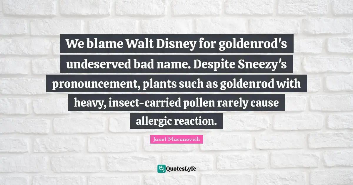 We blame Walt Disney for goldenrod's undeserved bad name. Despite Sneezy's pronouncement, plants such as goldenrod with heavy, insect-carried pollen rarely cause allergic reaction.