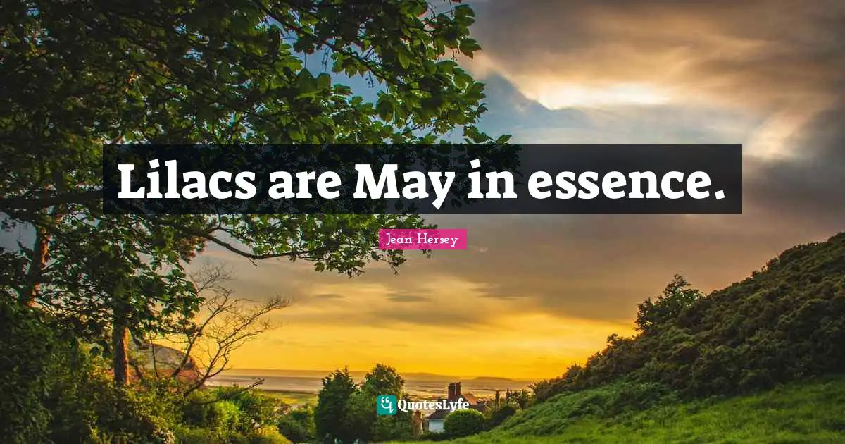 Lilacs are May in essence.