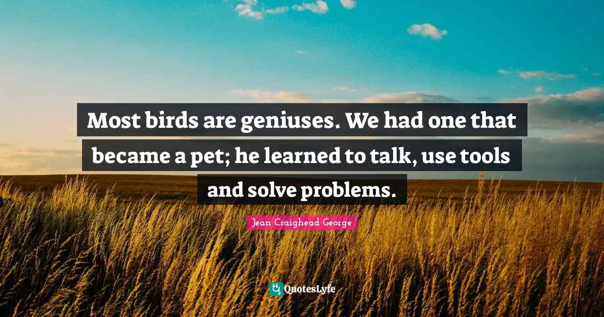 Most birds are geniuses. We had one that became a pet; he learned to talk, use tools and solve problems.