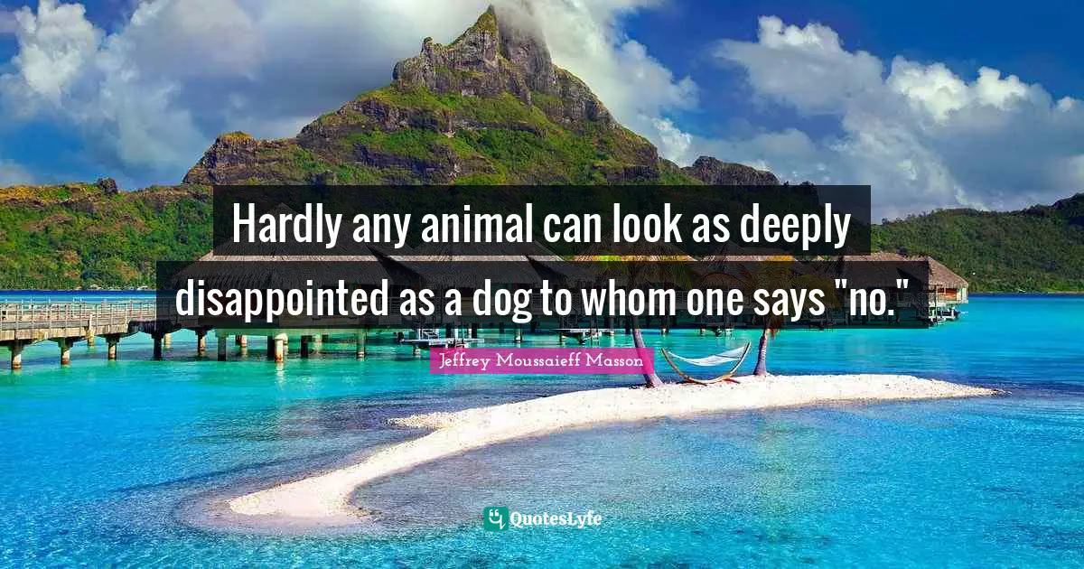 Hardly any animal can look as deeply disappointed as a dog to whom one says "no."